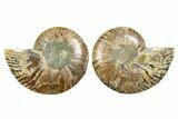 Cut & Polished, Agatized Ammonite Fossil - Madagascar #344158-1